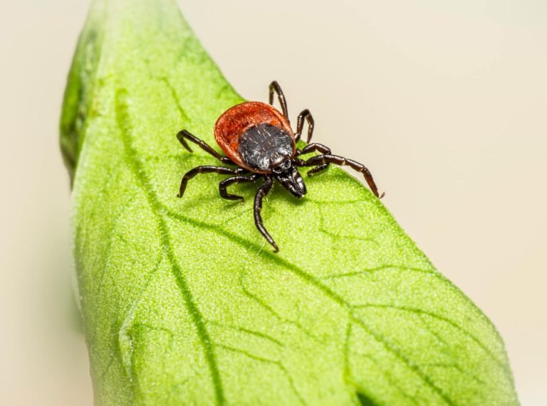 Capuse si boala Lyme 2026 — ce repelente functioneaza, ce gasesti in farmacie si cand mergi urgent la medic