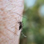West Nile 2026 sezon activ din 2 iunie: ce repelente gasesti in farmacie, care sunt eficiente si cum te protejezi de tantarul Culex