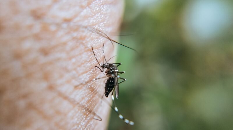 Repelente anti-tantari West Nile 2026 din farmacie — DEET si Icaridina